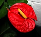 Sample 6 – Anthurium