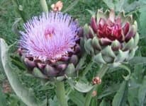 Sample 18 – Artichoke flower