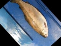 Sample 3 – Trout
