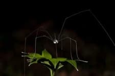 Sample 5 – Harvestman