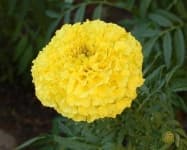 Sample 3 – Marigold