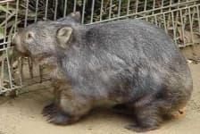 Sample 5 – Wombat