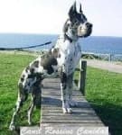 Sample 3 – Great dane