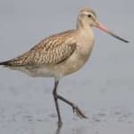 Sample 5 – Bar tailed godwit