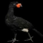 Sample 4 – Wattled curassow