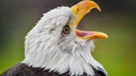 Sample 3 – Eagle