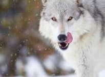 Sample 5 – Wolf