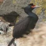 Sample of Red faced cormorant