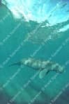 Sample 6 – Dugong