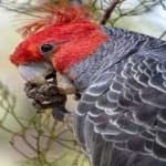 Sample 4 – Gang gang cockatoo