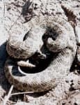 Sample 2 – Sidewinder