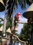 Sample 3 – Macaw