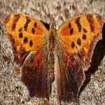 Sample 21 – Mark butterfly