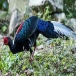 Sample 5 – Swinhoes pheasant
