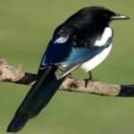 Sample 5 – Eurasian magpie