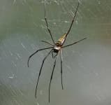 Sample 3 – Harvestman