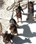 Sample 6 – Miniature pinscher