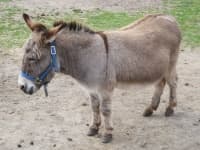 Sample 2 – Mule