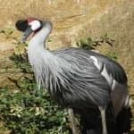 Sample 4 – African crowned crane