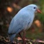 Sample 4 – Kagu