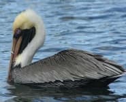 Pelican image dataset preview
