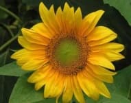 Sample 2 – Sunflower