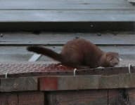 Sample 4 – Mink