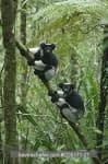 Sample 2 – Indri