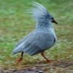 Sample 6 – Kagu