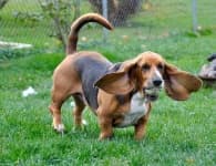Sample 2 – Basset hound