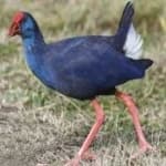 Sample 3 – Purple swamphen
