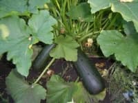 Sample 3 – Zucchini