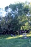 Sample 4 – Spider web