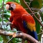 Sample 5 – Scarlet macaw