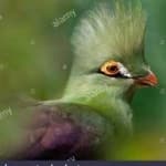 Sample 3 – Guinea turaco