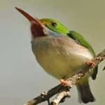 Sample 3 – Cuban tody