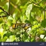 Sample 1 – Gold wing warbler