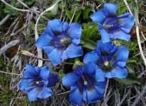 Sample 4 – Stemless gentian