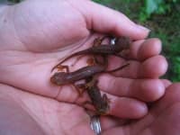 Sample 1 – Common newt