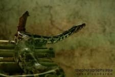 Sample 3 – Rock python