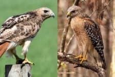 Sample 6 – Hawk