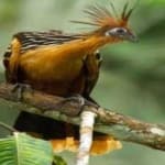 Sample of Hoatzin