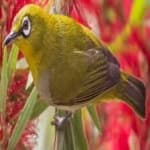 Sample 6 – Malagasy white eye