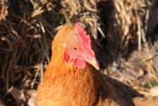 Sample 2 – Chicken