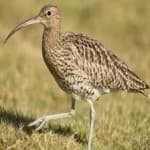 Sample 5 – Whimbrel
