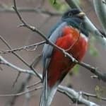 Sample 4 – Elegant trogon