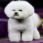 Sample 4 – Bichon frise