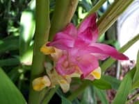 Sample 2 – Siam tulip