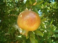 Sample 6 – Pomegranate