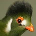 Sample 3 – White cheeked turaco